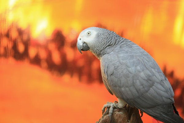 Conseils vétérinaires pour le bien-être de vos animaux