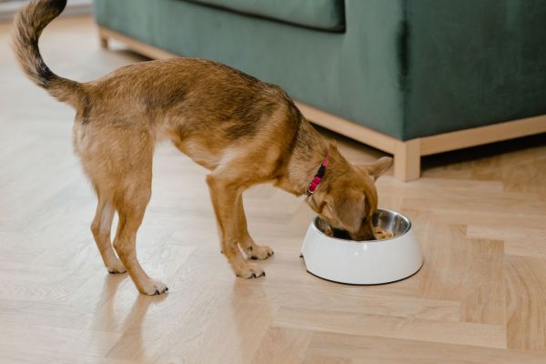 Optima croquette : l'excellence nutritionnelle pour votre chien