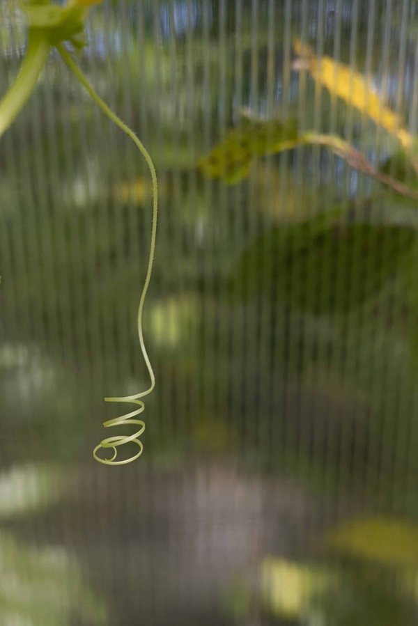 Comment adapter l'exercice physique pour un chat Ragamuffin avec de l'arthrite?