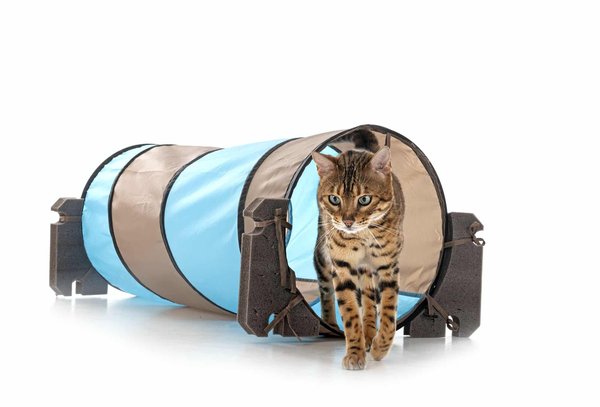 Quelle pâtée est la plus adaptée pour un chat senior Savannah avec des problèmes rénaux?