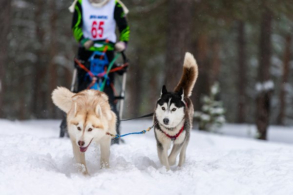 Harnais de sécurité pour chien : voyagez en toute sérénité