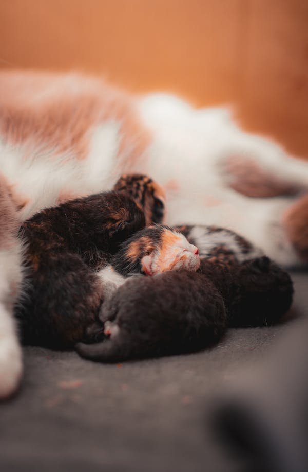 Choisir la litière idéale pour votre chaton : guide pratique