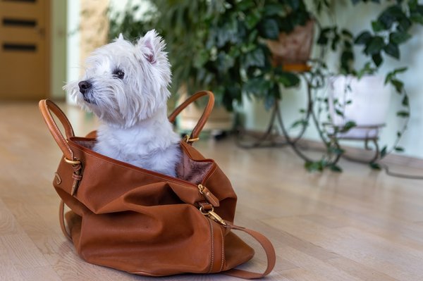 Trouvez le panier pour chien idéal pour le confort de votre compagnon