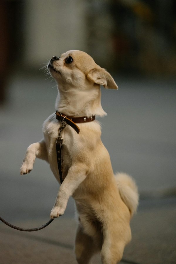 Canisil : soulager l'arthrose des chiens âgés en hiver ?