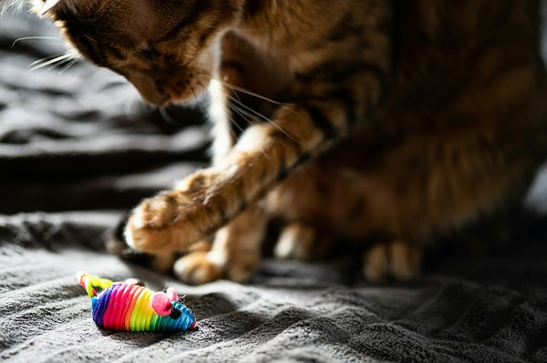 Les meilleurs jouets pour chats : amusez votre félin !
